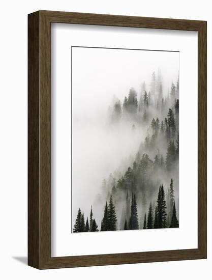 Cloud Forest, Glacier National Park, Montana-Russ Bishop-Framed Photographic Print