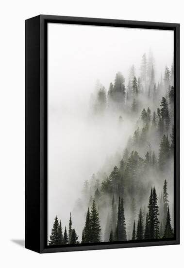 Cloud Forest, Glacier National Park, Montana-Russ Bishop-Framed Stretched Canvas