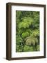 Cloud forest trees and vegetation in the mountains of Bajos del Toro Amarillo, Sarchi, Costa Rica-Adam Jones-Framed Photographic Print