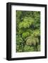 Cloud forest trees and vegetation in the mountains of Bajos del Toro Amarillo, Sarchi, Costa Rica-Adam Jones-Framed Photographic Print