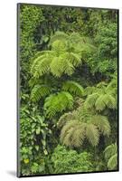 Cloud forest trees and vegetation in the mountains of Bajos del Toro Amarillo, Sarchi, Costa Rica-Adam Jones-Mounted Photographic Print