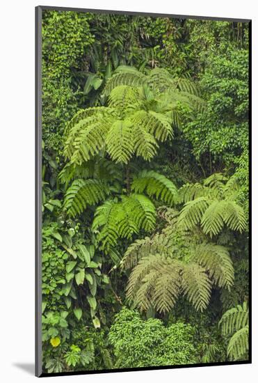 Cloud forest trees and vegetation in the mountains of Bajos del Toro Amarillo, Sarchi, Costa Rica-Adam Jones-Mounted Photographic Print