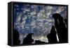 Cloud Patterns Viewed Up Through Silhouettes of Standing Stones on Blanket Bog, Forsinard, Scotland-Peter Cairns-Framed Stretched Canvas