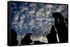 Cloud Patterns Viewed Up Through Silhouettes of Standing Stones on Blanket Bog, Forsinard, Scotland-Peter Cairns-Framed Stretched Canvas