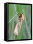 Clouded Buff, Male, Dewdrops, Drink-Harald Kroiss-Framed Stretched Canvas