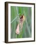 Clouded Buff, Male, Dewdrops, Drink-Harald Kroiss-Framed Photographic Print