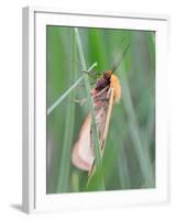 Clouded Buff, Male, Dewdrops, Drink-Harald Kroiss-Framed Photographic Print