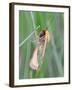 Clouded Buff, Male, Dewdrops, Drink-Harald Kroiss-Framed Photographic Print