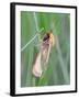 Clouded Buff, Male, Dewdrops, Drink-Harald Kroiss-Framed Photographic Print