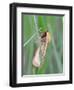 Clouded Buff, Male, Dewdrops, Drink-Harald Kroiss-Framed Premium Photographic Print