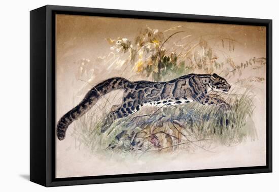 Clouded Leopard, 1851-69-Joseph Wolf-Framed Stretched Canvas