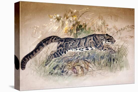 Clouded Leopard, 1851-69-Joseph Wolf-Stretched Canvas