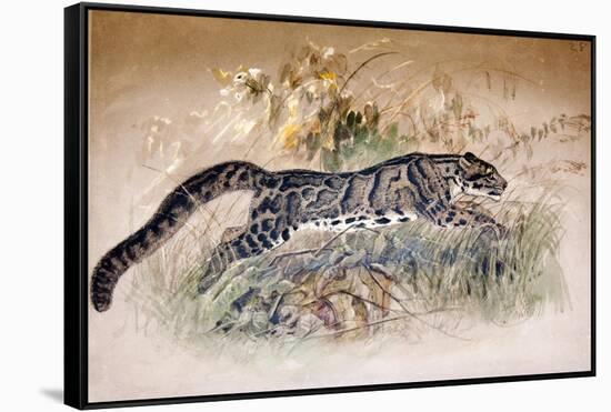 Clouded Leopard, 1851-69-Joseph Wolf-Framed Stretched Canvas
