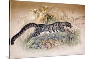 Clouded Leopard, 1851-69-Joseph Wolf-Stretched Canvas