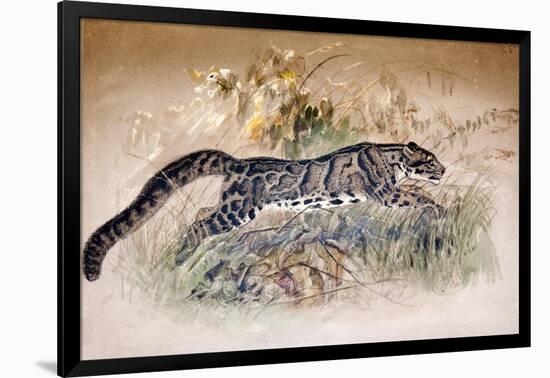 Clouded Leopard, 1851-69-Joseph Wolf-Framed Giclee Print