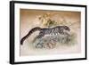 Clouded Leopard, 1851-69-Joseph Wolf-Framed Giclee Print