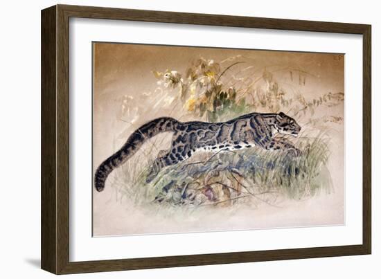 Clouded Leopard, 1851-69-Joseph Wolf-Framed Giclee Print