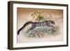 Clouded Leopard, 1851-69-Joseph Wolf-Framed Giclee Print