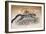 Clouded Leopard, 1851-69-Joseph Wolf-Framed Giclee Print