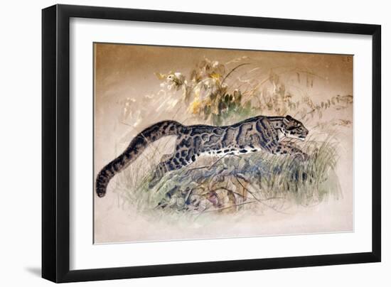 Clouded Leopard, 1851-69-Joseph Wolf-Framed Giclee Print