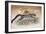 Clouded Leopard, 1851-69-Joseph Wolf-Framed Giclee Print