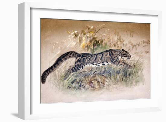 Clouded Leopard, 1851-69-Joseph Wolf-Framed Giclee Print