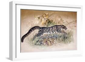 Clouded Leopard, 1851-69-Joseph Wolf-Framed Giclee Print