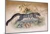 Clouded Leopard, 1851-69-Joseph Wolf-Mounted Giclee Print