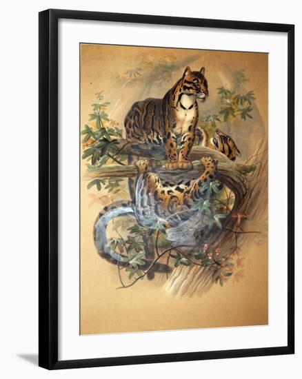 Clouded Leopard, 1861-Joseph Wolf-Framed Giclee Print