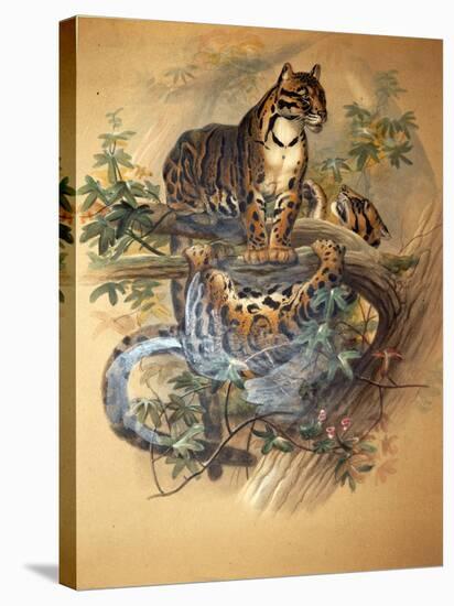 Clouded Leopard, 1861-Joseph Wolf-Stretched Canvas