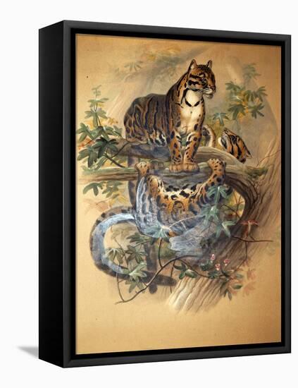 Clouded Leopard, 1861-Joseph Wolf-Framed Stretched Canvas