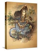 Clouded Leopard, 1861-Joseph Wolf-Stretched Canvas