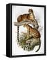 Clouded Leopard, 1883-null-Framed Stretched Canvas