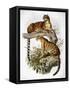 Clouded Leopard, 1883-null-Framed Stretched Canvas