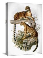 Clouded Leopard, 1883-null-Stretched Canvas