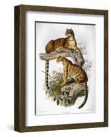 Clouded Leopard, 1883-null-Framed Giclee Print