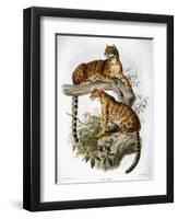 Clouded Leopard, 1883-null-Framed Giclee Print