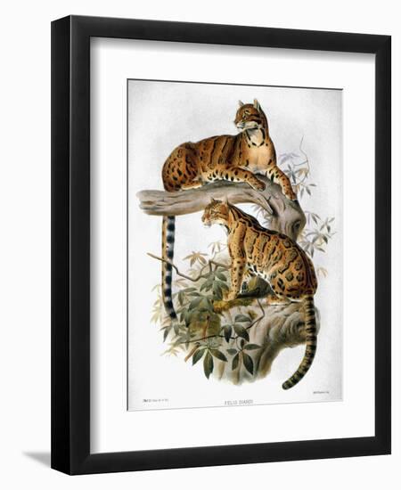 Clouded Leopard, 1883-null-Framed Giclee Print