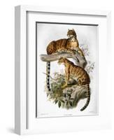 Clouded Leopard, 1883-null-Framed Giclee Print