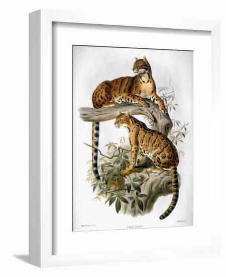 Clouded Leopard, 1883-null-Framed Giclee Print