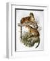 Clouded Leopard, 1883-null-Framed Giclee Print