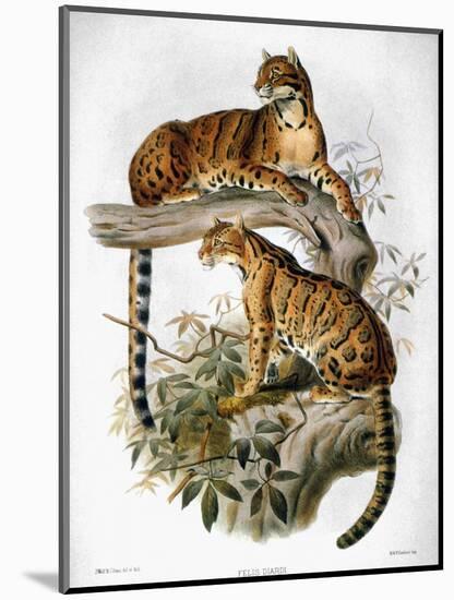 Clouded Leopard, 1883-null-Mounted Giclee Print