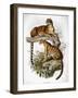 Clouded Leopard, 1883-null-Framed Giclee Print