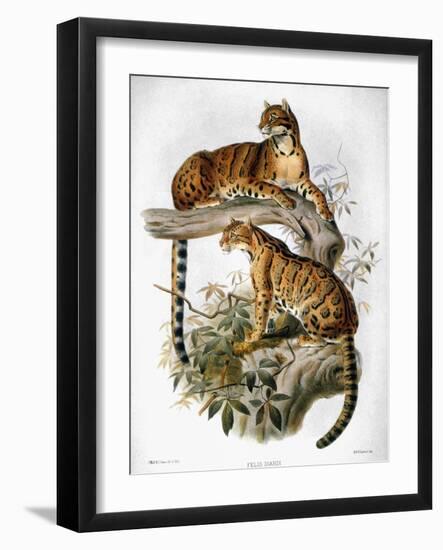 Clouded Leopard, 1883-null-Framed Giclee Print