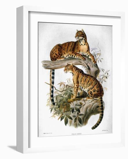 Clouded Leopard, 1883-null-Framed Giclee Print