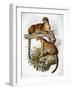 Clouded Leopard, 1883-null-Framed Giclee Print