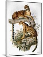 Clouded Leopard, 1883-null-Mounted Giclee Print