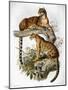 Clouded Leopard, 1883-null-Mounted Giclee Print