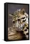 Clouded Leopard Close Up of Face-null-Framed Stretched Canvas