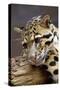 Clouded Leopard Close Up of Face-null-Stretched Canvas